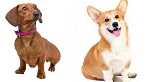 Illustration for article titled Cats vs. Dogs: Here Are Your Ferocious Final Four!